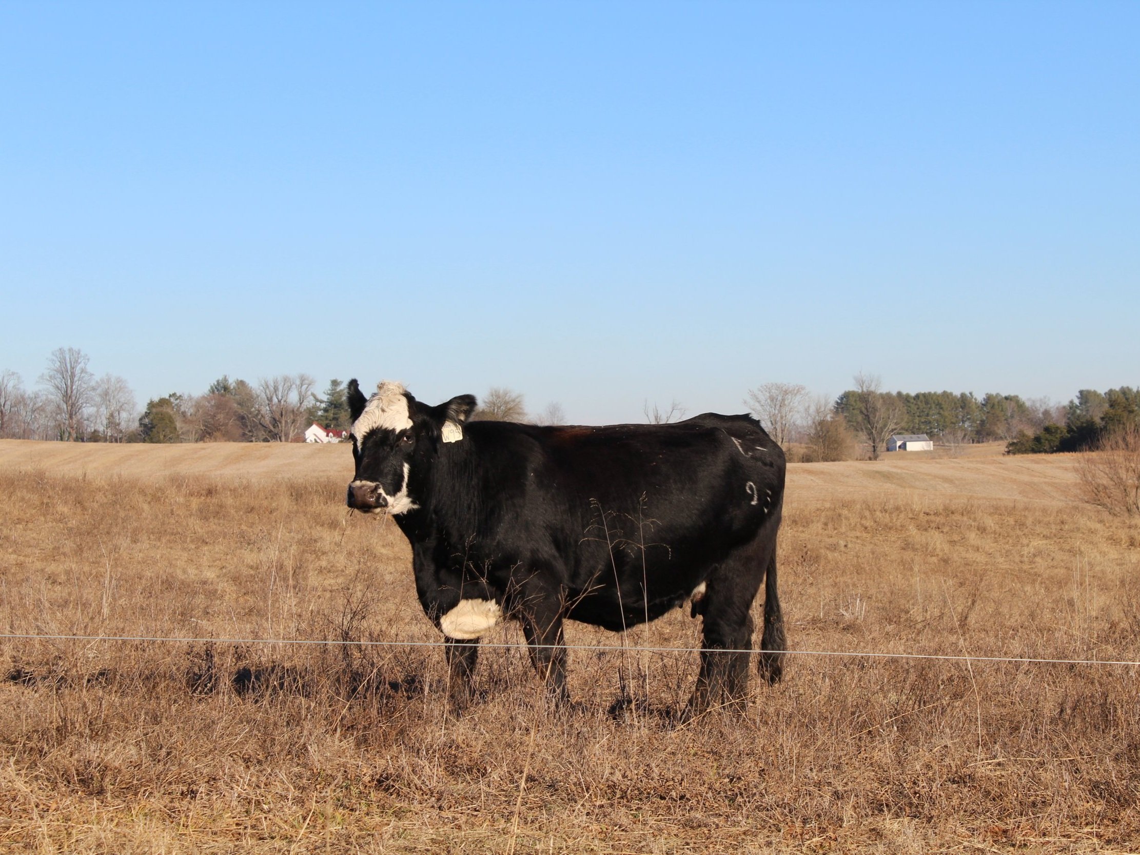 Black and white cow standing in a dry, grassy field under a clear blue sky, with a farmhouse visible in the background.