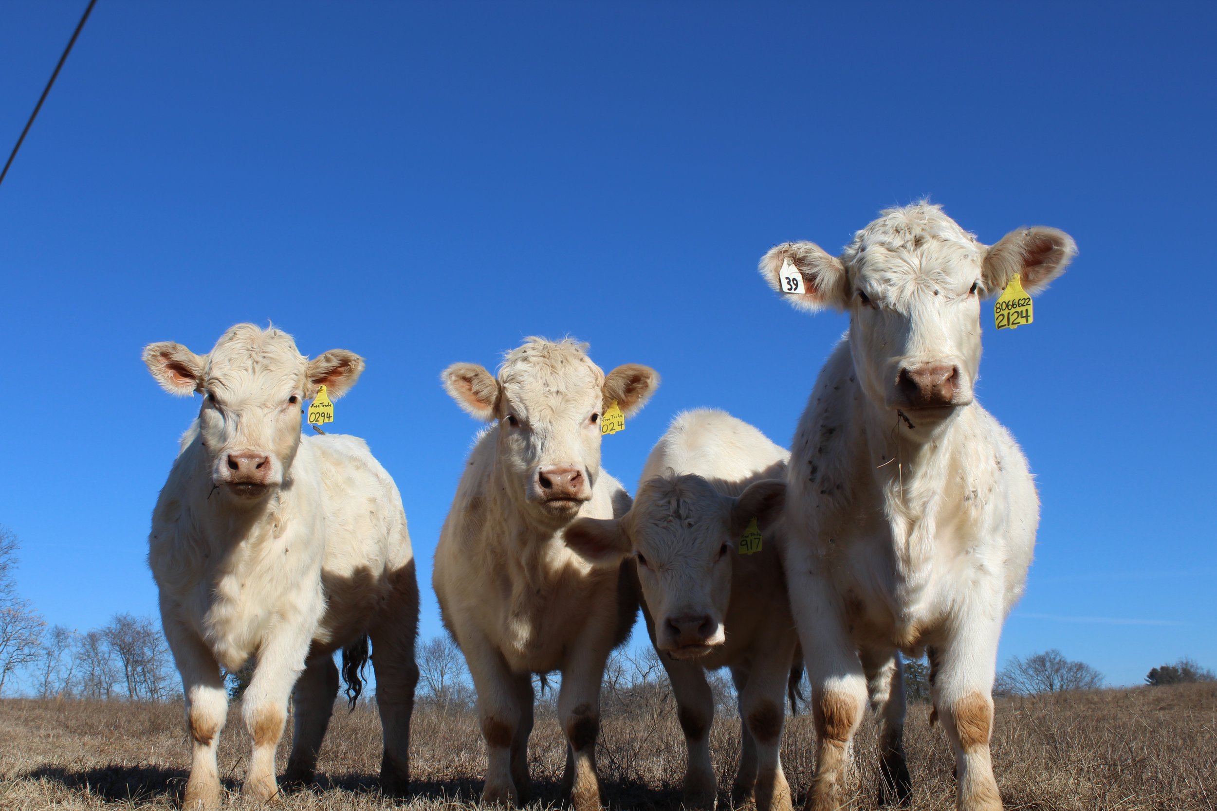 Four white cattle standing in a field under a clear blue sky, each with identification tags on their ears. The scene captures the essence of farm life and livestock farming.