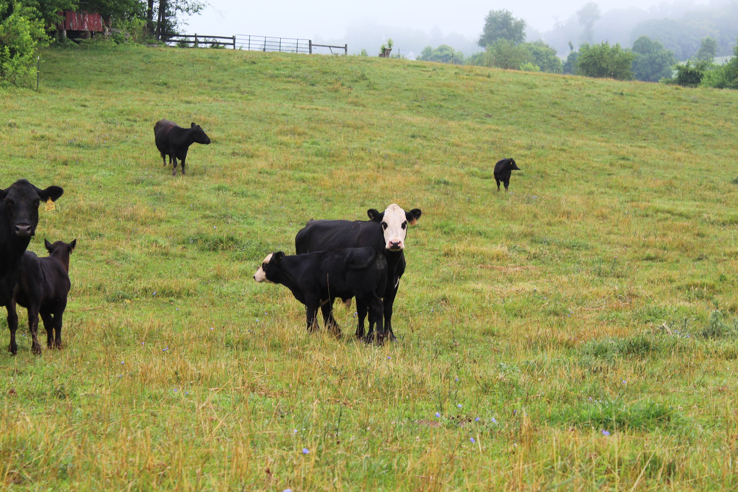 A group of black and white cows grazing in a lush green pasture, with a misty landscape in the background. Some cows are close to the camera while others are further away, highlighting a serene rural setting.