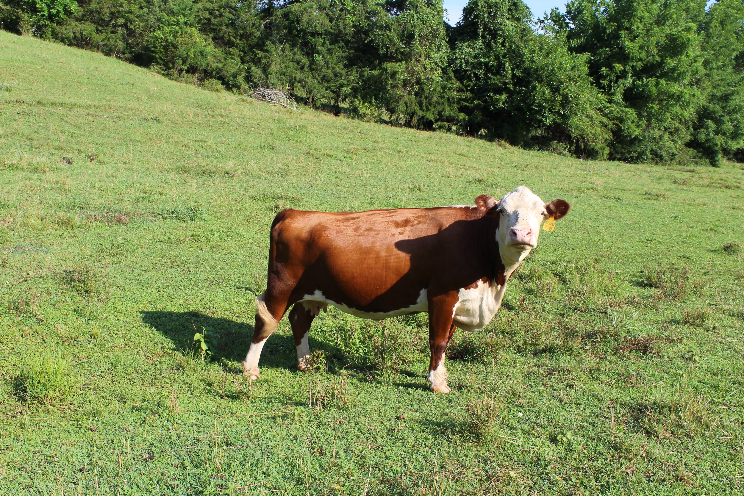 Brown and white cow standing in a green pasture, surrounded by trees, showcasing a serene rural landscape.