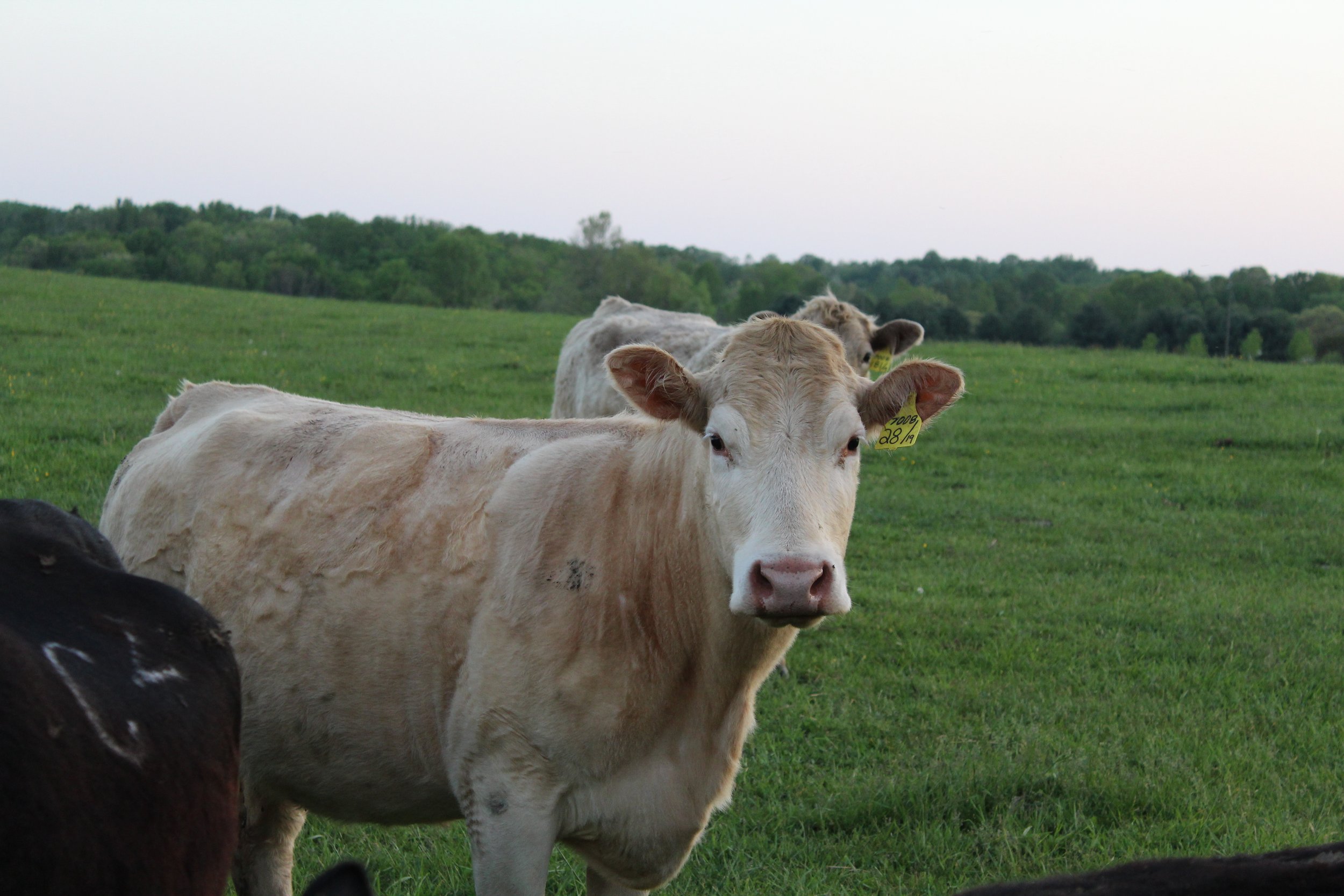A close-up of a light-colored cow in a lush green pasture, with another cow in the background and trees lining the horizon during twilight.