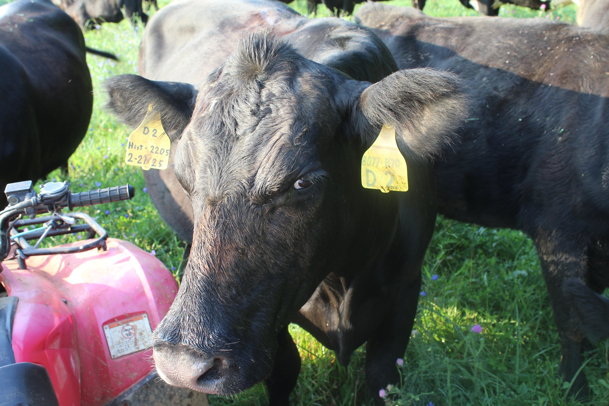 Close-up of a black cow with ear tags labeled "D2" and "Hist-2205" in a grassy field, with a red ATV in the foreground, illustrating farm life and cattle management.
