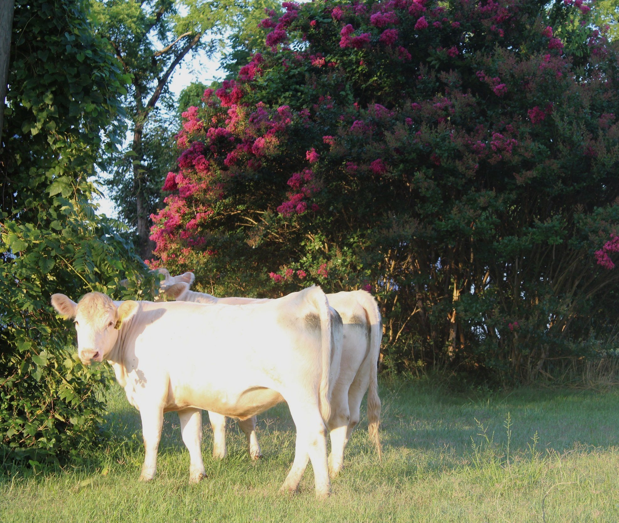 Two white cows grazing in a lush green field, surrounded by vibrant pink flowering bushes and trees in the background, under a clear blue sky.